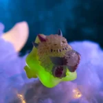THE MONSTERS Instinctoy Fluffy Joyful Life Series Blind Box 8